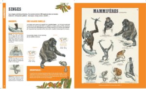 Mon grand livre des animaux_La zoologie par Deyrolle_mammifères-Lesenfantsalapage